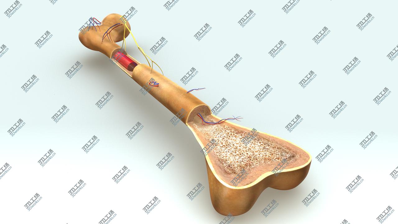 images/goods_img/202105074/Bone anatomy/1.jpg